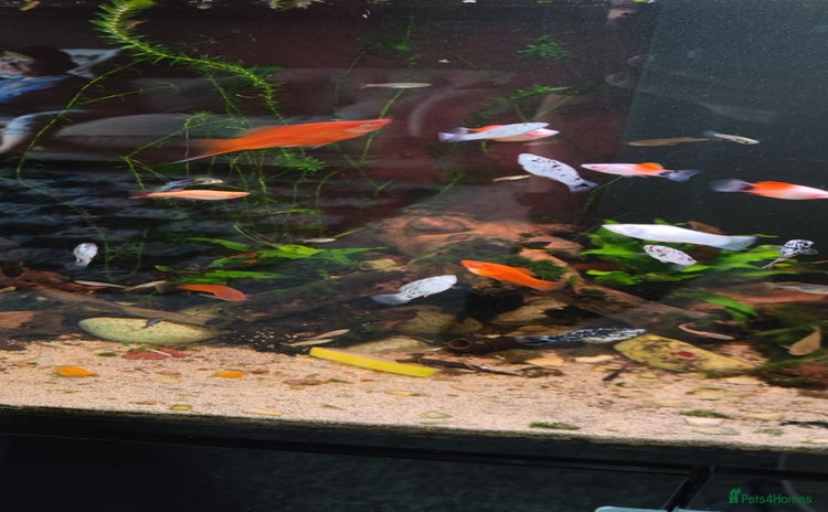 Live Bearers fish - Advert 8