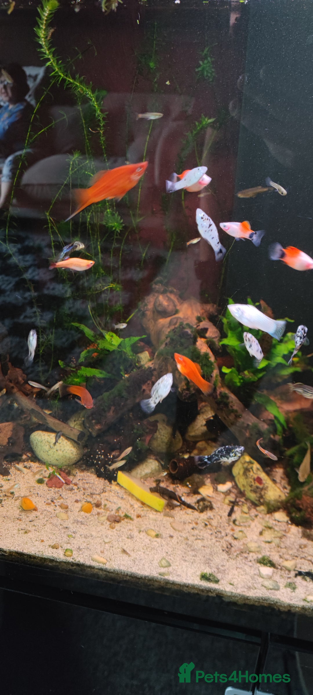 Live Bearers fish for sale: Various livebearers for sale £2 each or 6 for £10  - Advert 1