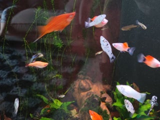 Live Bearers fish for sale: Various livebearers for sale £2 each or 6 for £10 - Advert 4