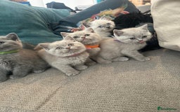 British Shorthair cats for sale: Lilac British Shorthair Kittens - 2 boys 3 girls - Image 10