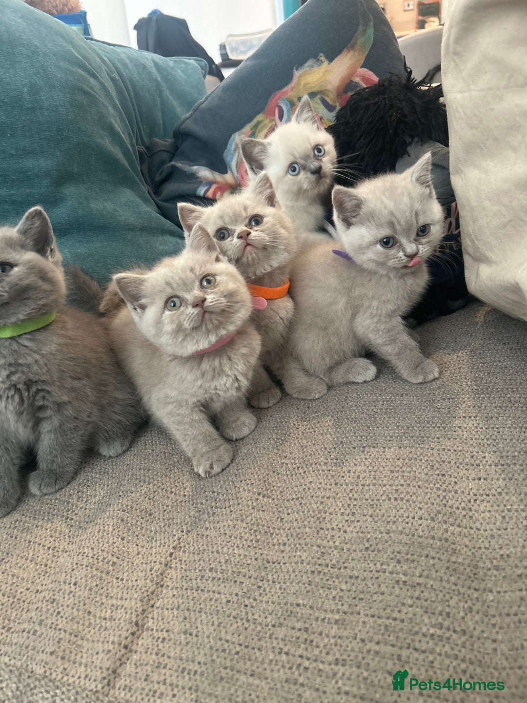 British Shorthair cats for sale: Lilac British Shorthair Kittens - 2 boys 3 girls - Image 10
