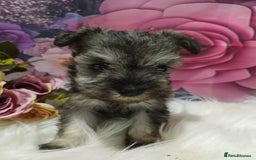 Miniature Schnauzer dogs for sale: Kc true miniature schnauzers  - Image 9