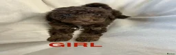 Mixed Breed dogs for sale: Healthy Pure Poodle Puppies (1 girl left) - Advert 8