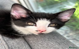 Domestic Shorthair cats for sale: Beautiful friendly Kittens  - Image 22