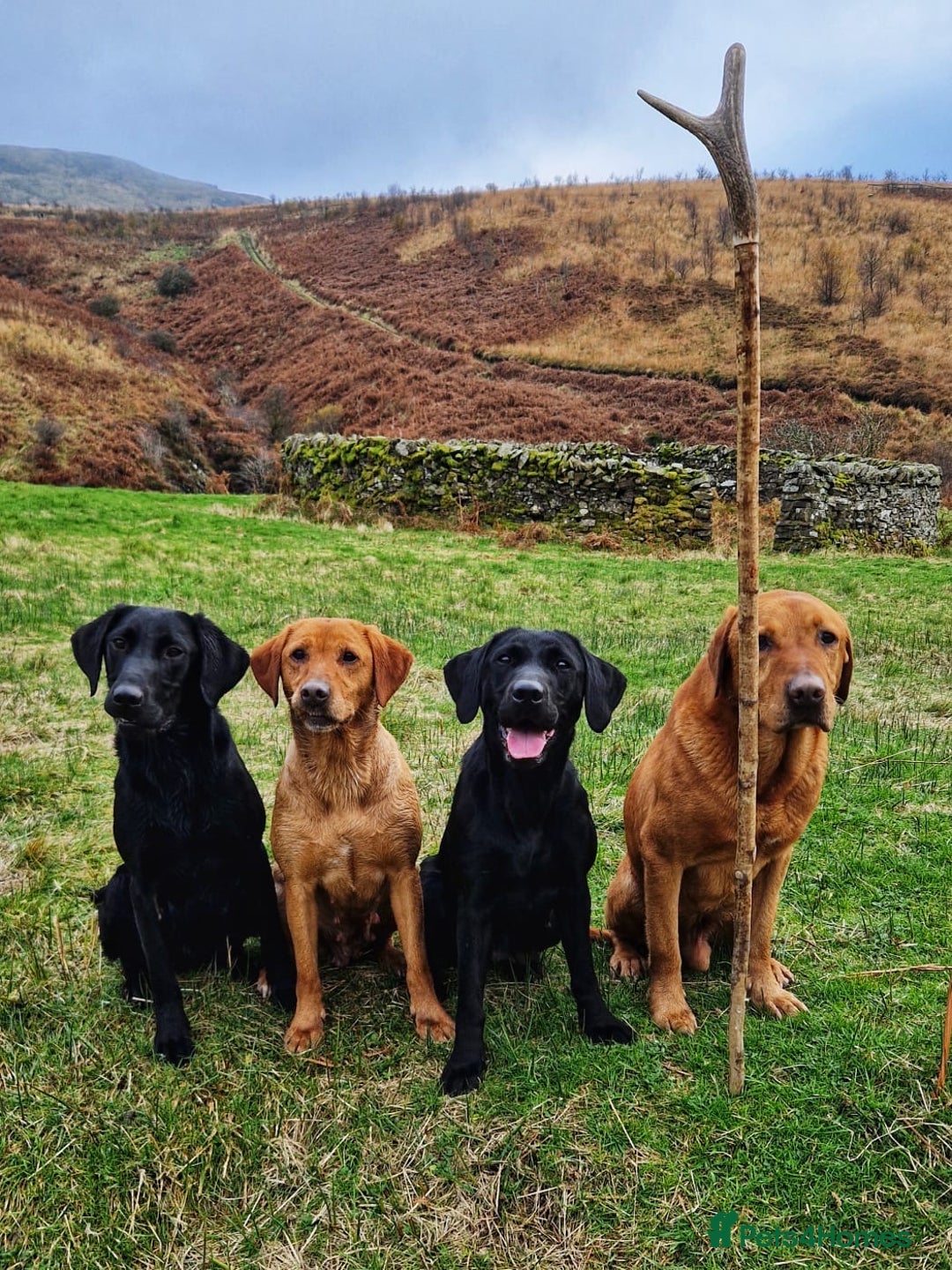 Labrador Retriever dogs for sale: Kc reg fox red Labradors  - Advert 17