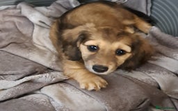 Miniature Dachshund dogs for sale: Just a boy longer coated, healthy Mini Dachshund - Image 19