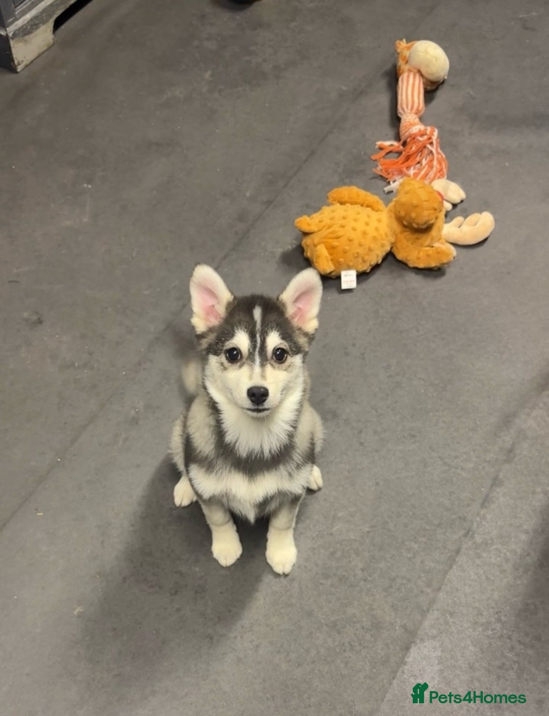 Pomsky dogs for sale: Stunning perfect husky markings f3 Pomsky puppies - Advert 9