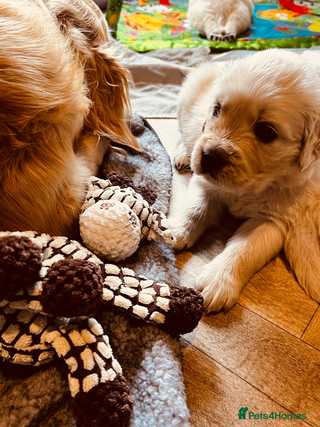 Golden Retriever dogs for sale: 8 Outstanding Chunky Cream Golden Puppies  - Image 2