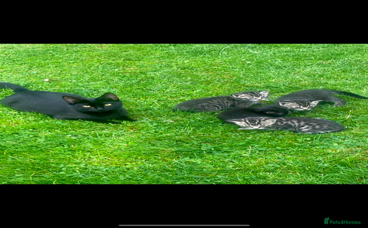 Russian Blue cats - Advert 1