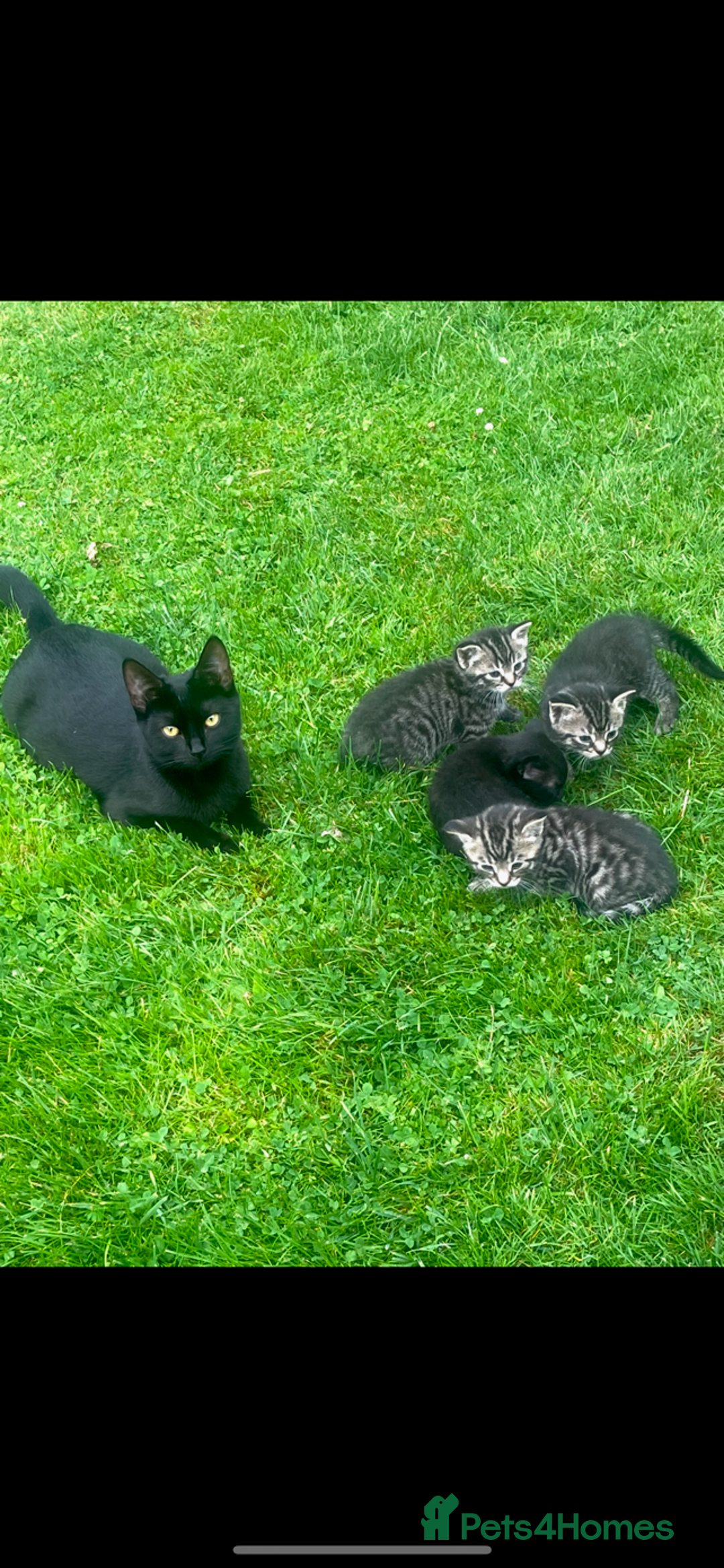 Russian Blue cats for sale: kittens - Image 1