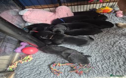 Labrador Retriever dogs for sale: Labrador/ retriever puppies  - Advert 6