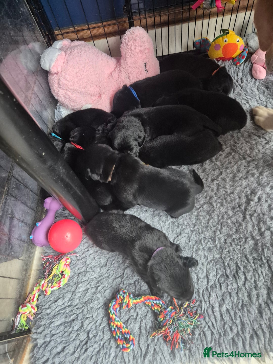 Labrador Retriever dogs for sale: Labrador/ retriever puppies  - Advert 6