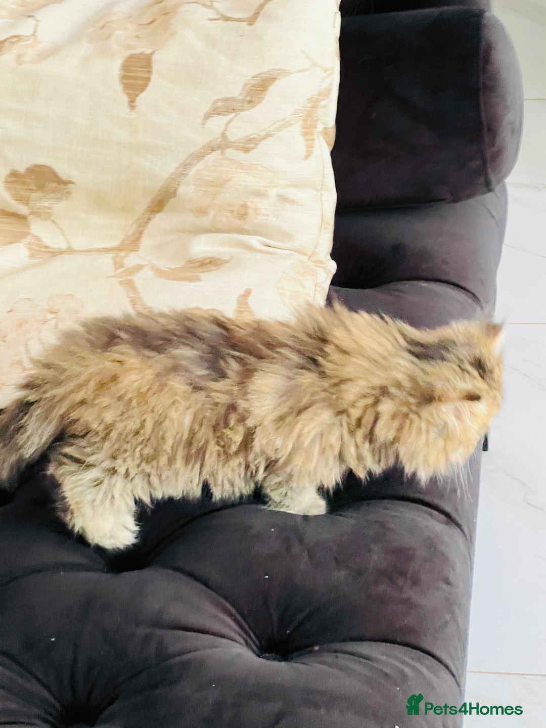Persian cats for sale: Pure Persian golden kitten ( Persian ) in Isleworth - Image 5