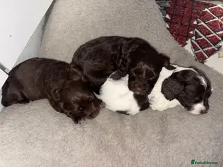 Cockapoo dogs 3 Delightful F1b Cockapoo girls (3/4 cocker) - Advert 14