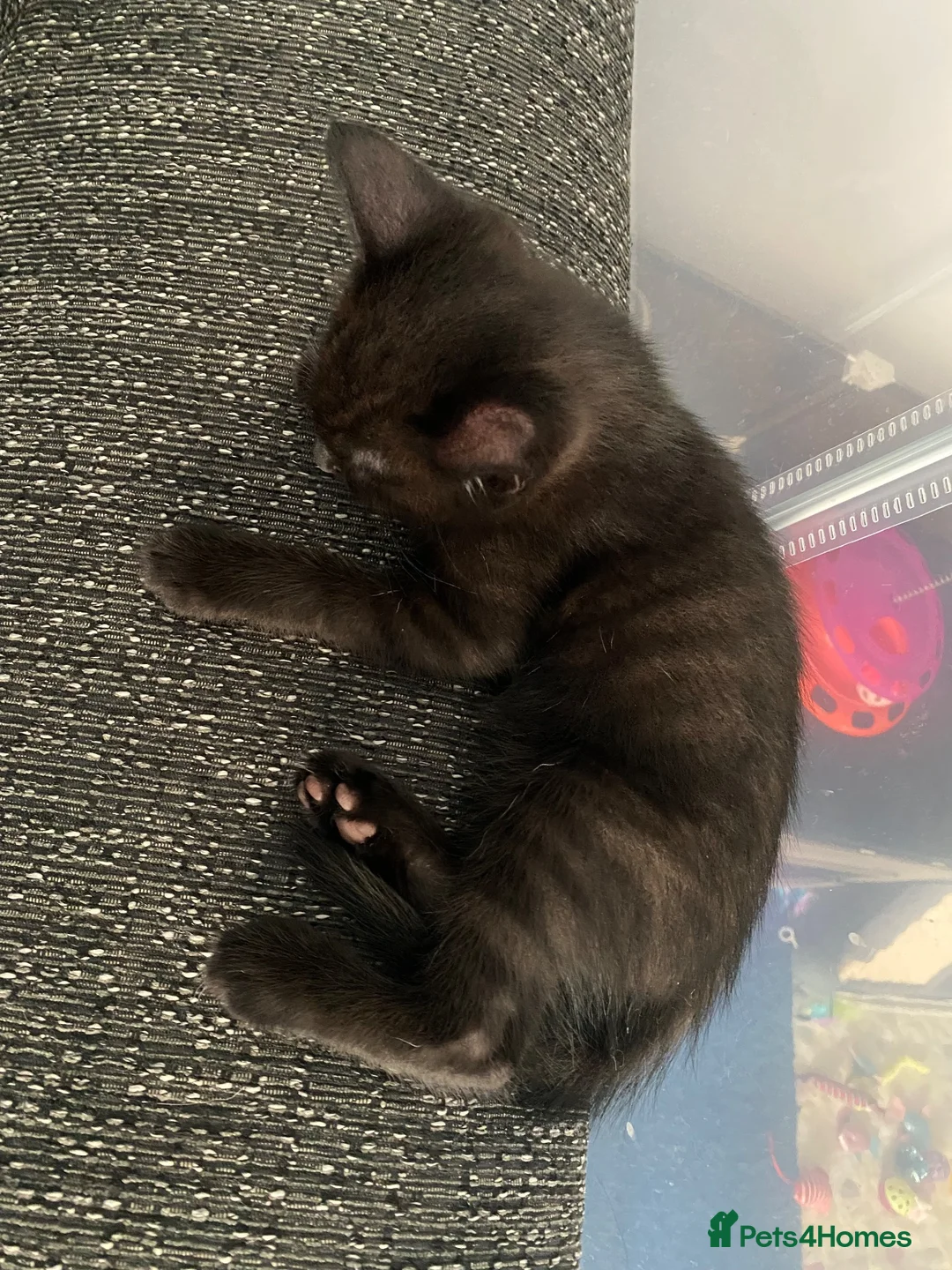 Mixed Breed cats for sale: 2 beautiful boys  in Cambridge - Advert 2