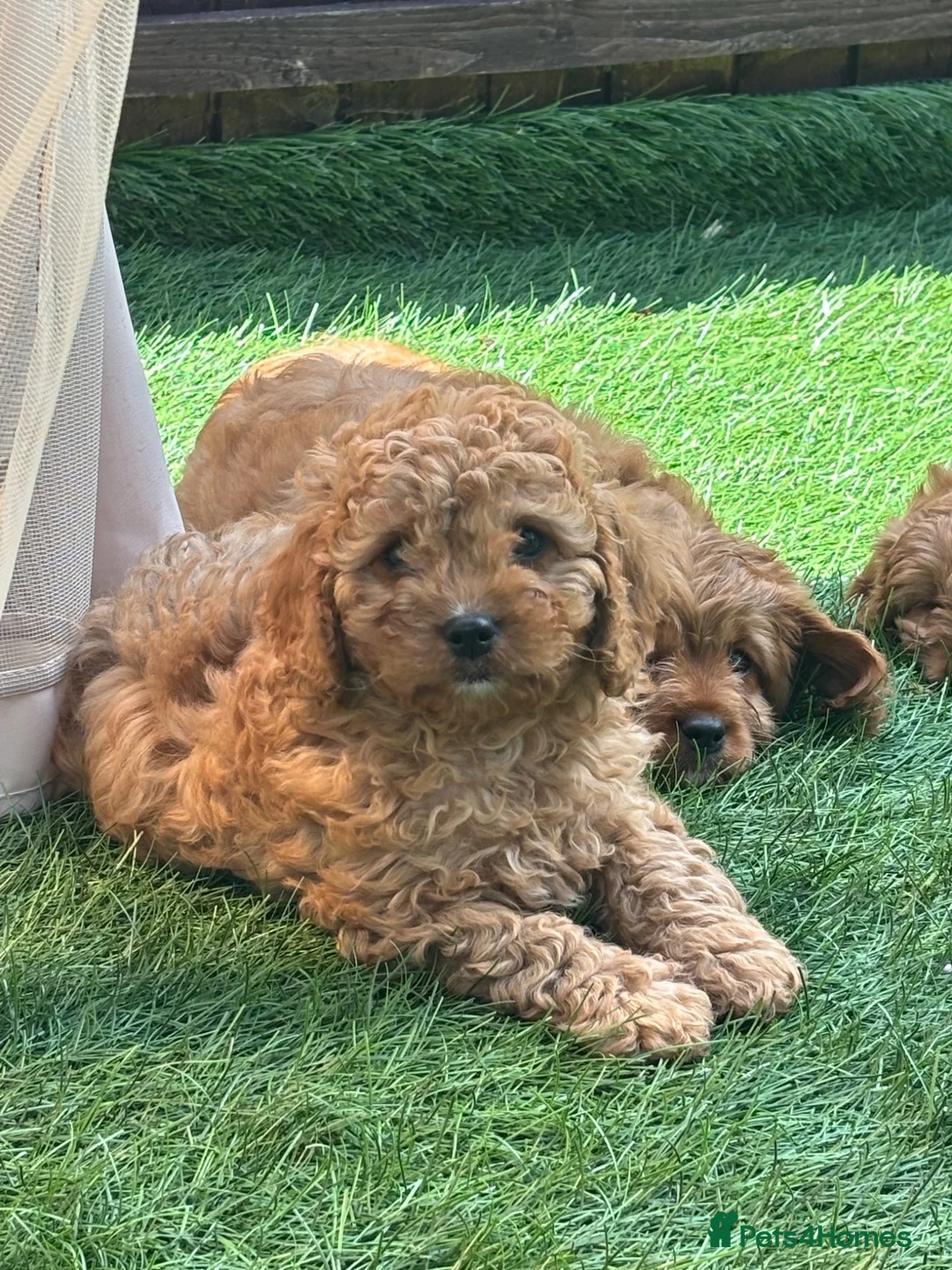 Cavapoo dogs for sale: Stunning deep red cavapoos  - Advert 1