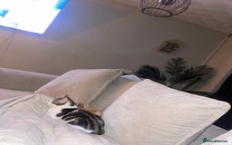 British Shorthair cats for sale: Two kittens  - Image 5