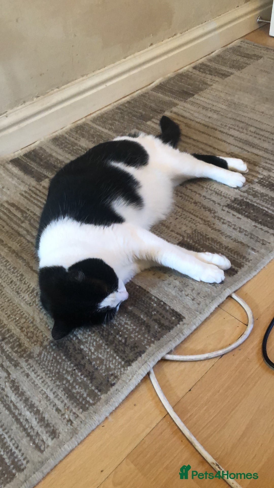 British Shorthair cats for sale: Roxxy - yes I have to xx’s named after Jamie XX  - Image 11