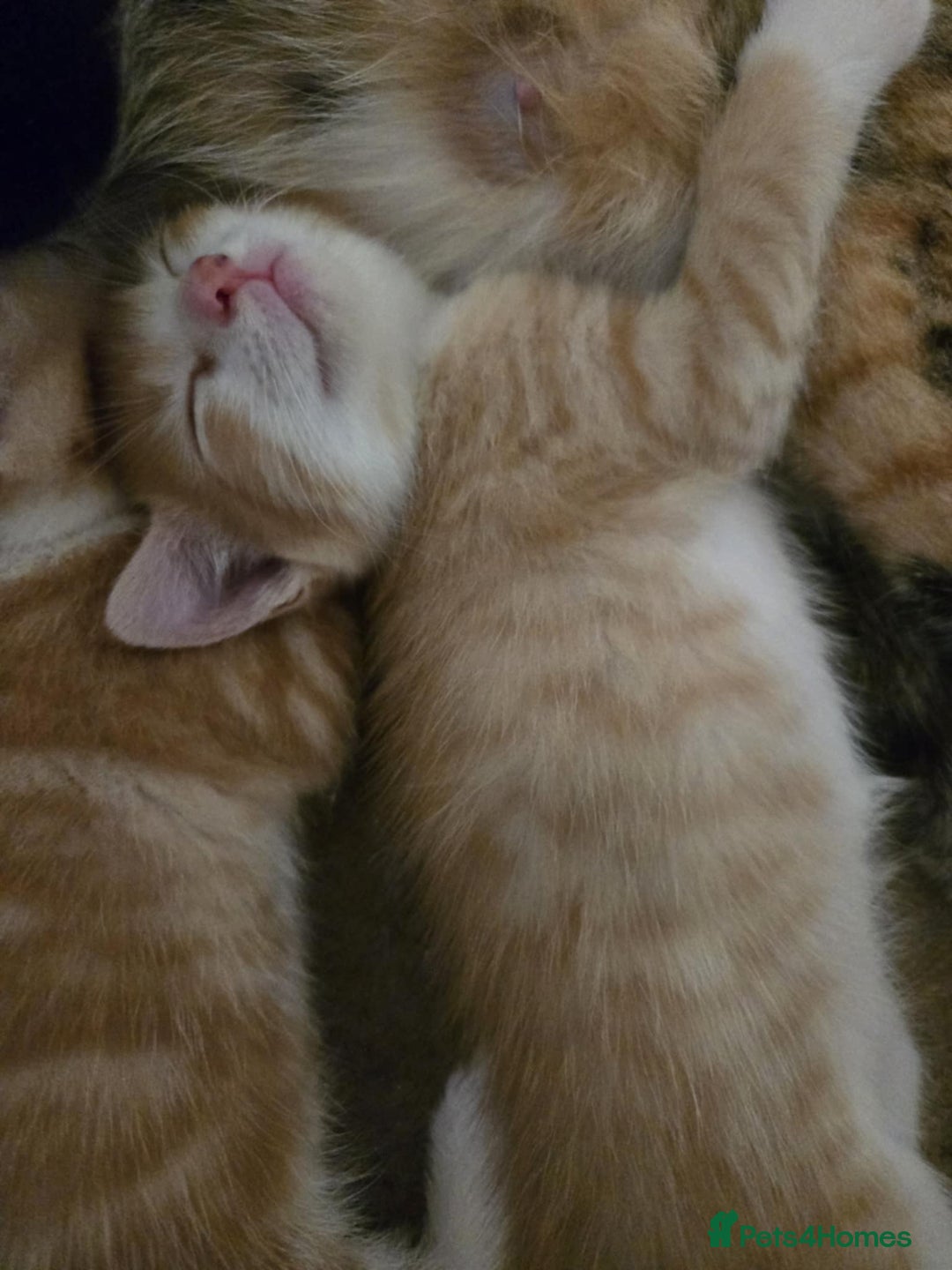 Mixed Breed cats for sale: 4 Playful Male Kittens Ready for Loving Homes! - Image 11