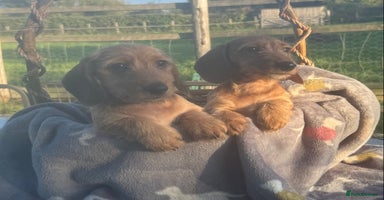Dachshund dogs - Advert 2