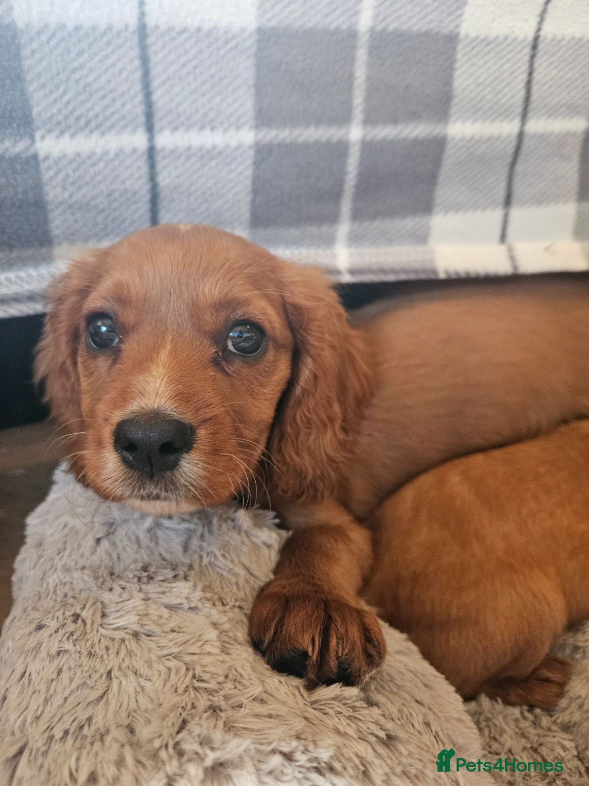 Cocker Spaniel dogs Stunning Gold Cocker Spaniel (one available) - Advert 3