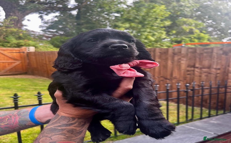 Cocker Spaniel dogs - Advert 1