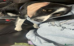 Border Collie dogs for sale: Female border collie - Image 1