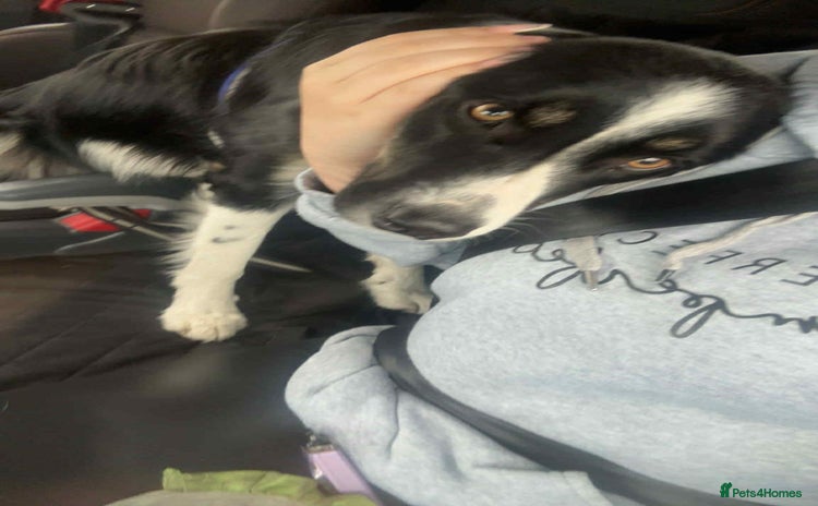 Border Collie dogs - Advert 1