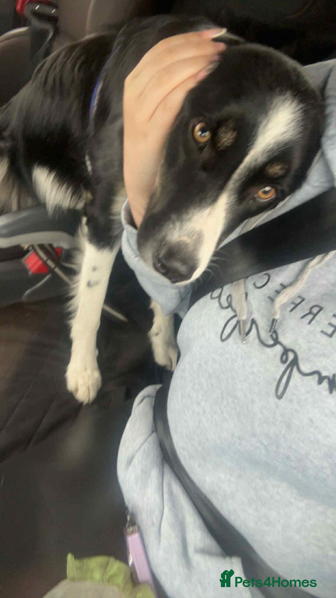 Border Collie dogs for sale: Female border collie - Image 1