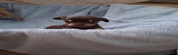 Chihuahua dogs for sale: Chihuahua puppies forsale Boy & Girl - Advert 7