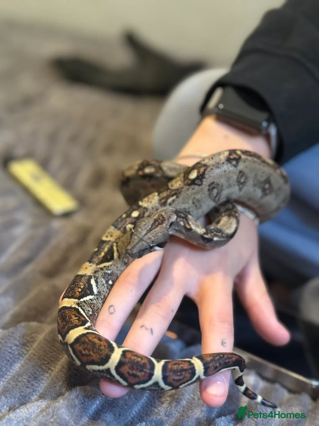 Boa Snake reptiles for sale: Boa constrictor  - Advert 6