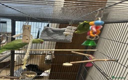 Ringnecks birds for sale: 2 indian ringneck  - Image 1
