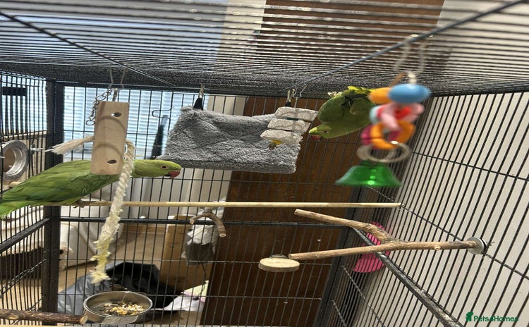Ringnecks birds - Advert 1