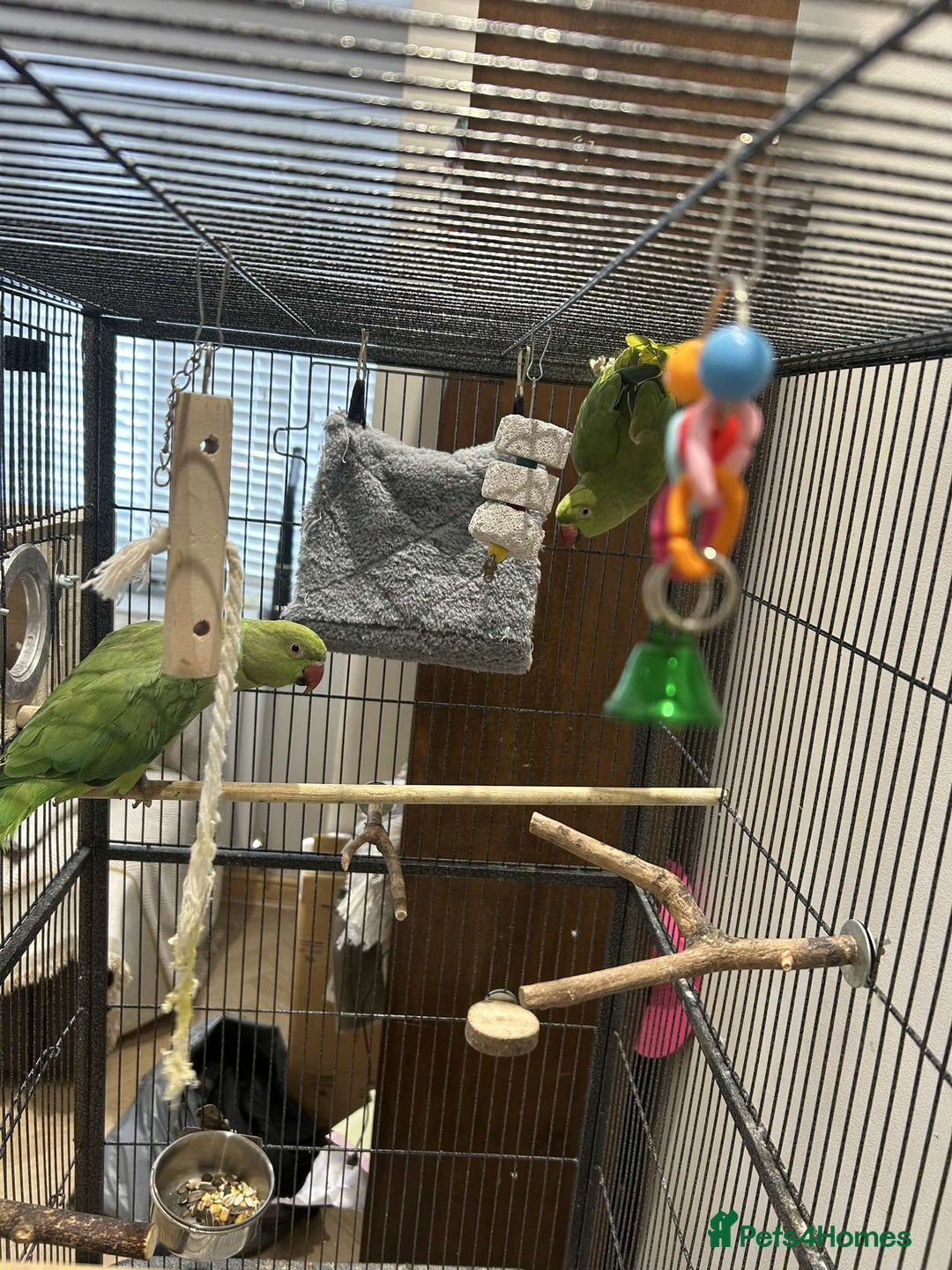 Ringnecks birds for sale: 2 indian ringneck  - Image 1
