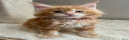 Maine Coon cats for sale: TICa reg 9 XXL Massive Red Kittens - Advert 33