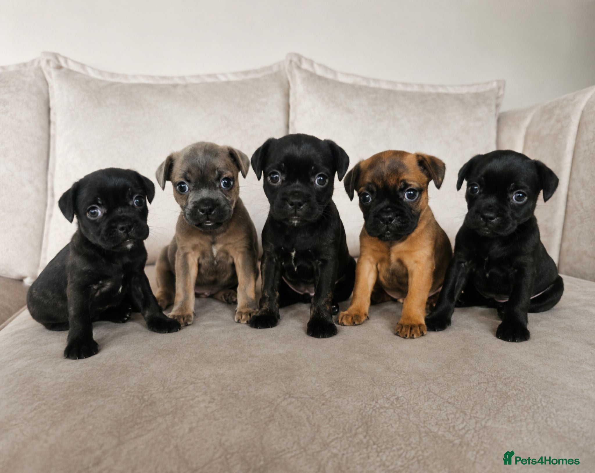 Mixed Breed dogs Frenchie x Staffy Puppys - Advert 5