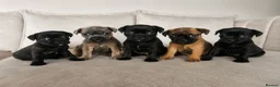 Mixed Breed dogs for sale: Frenchie x Staffy Puppys - Advert 1