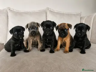 Mixed Breed dogs READY 21ST JULY - Frenchie x Staffy Puppys - Advert 2