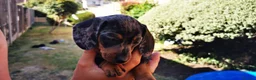 Dachshund dogs for sale: Dachshund - Advert 2
