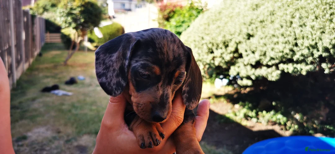 Dachshund dogs for sale: Dachshund - Advert 2