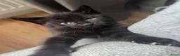 Mixed Breed cats for sale: 5 kittens for rehoming in London - Advert 30