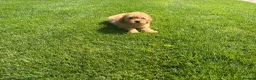 Miniature Poodle dogs for sale: KC Reg Miniature Poodles Puppies  - Advert 8