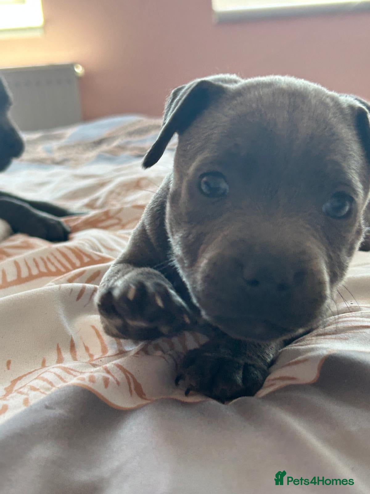 Staffordshire Bull Terrier dogs Staff puppies 2 girls  - Advert 1