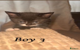 Mixed Breed cats for sale: 3 boys looking for their forever home! - Image 3