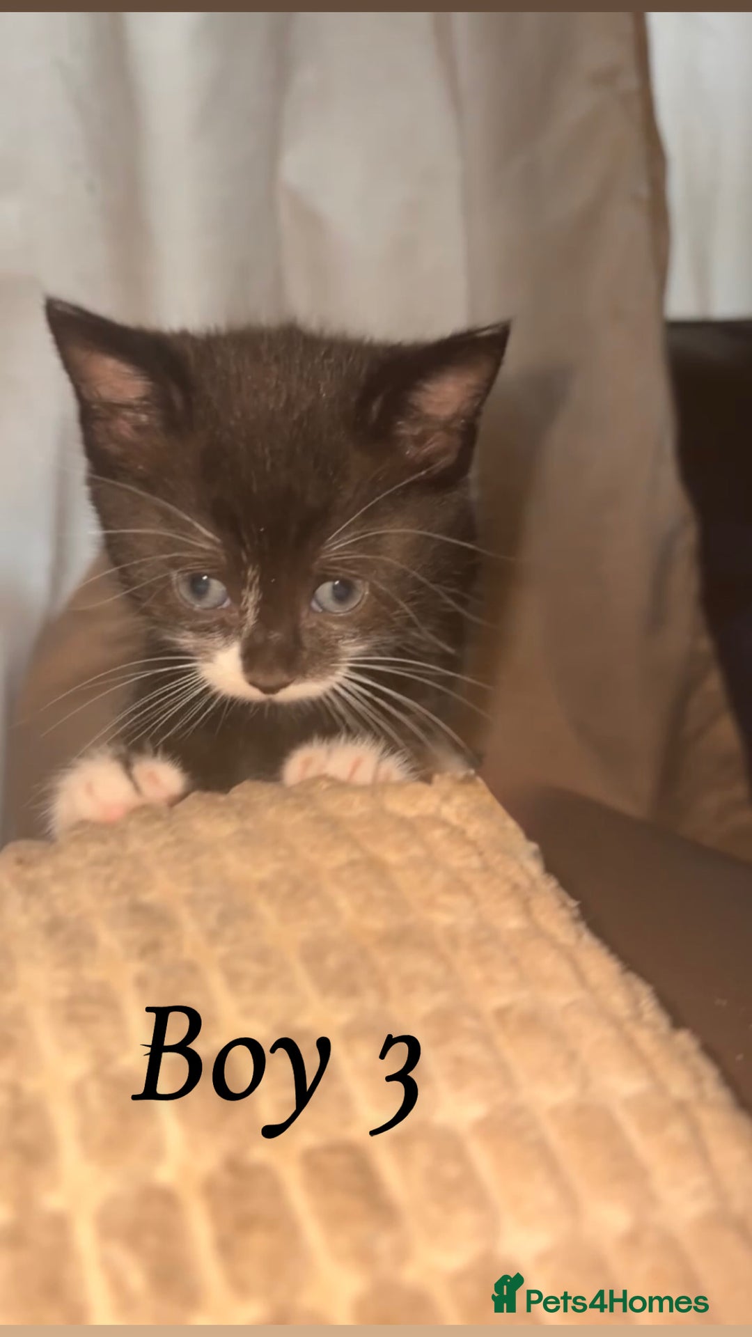 Mixed Breed cats for sale: 3 boys looking for their forever home! - Image 3