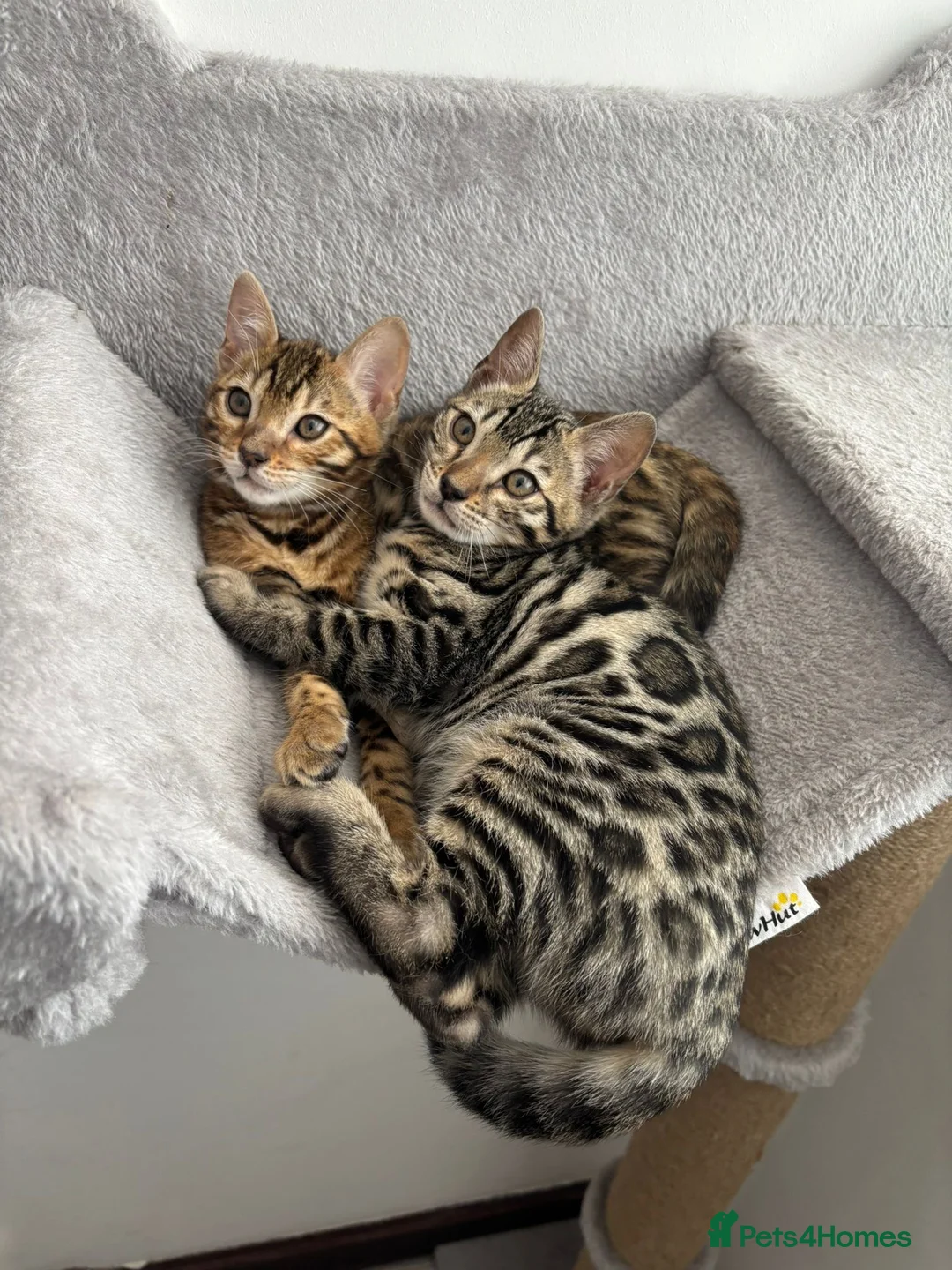 Bengal cats for sale: Incredibly Rare Pedigree Silver Bengal Kitten - Advert 7