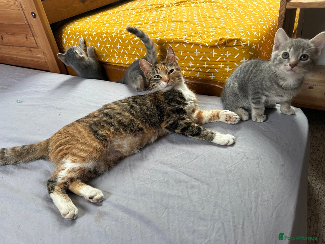 Mixed Breed cats for sale: 4 beautiful and very friendly kittens - Image 2