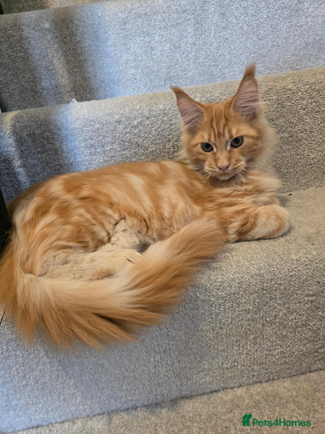 Maine Coon cats for sale: GCCF Maine Coon Kittens looking for forever homes - Advert 2