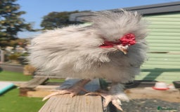 Chickens poultry for sale: 2 x beautiful Cockerells  - Image 4