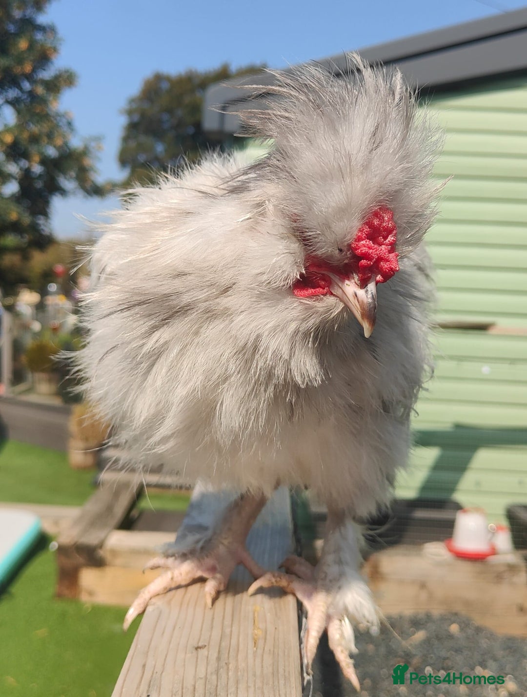 Chickens poultry for sale: 2 x beautiful Cockerells  - Image 4